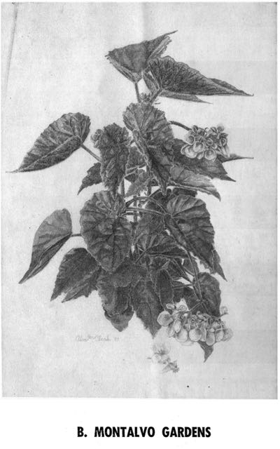 B. ‘Montalvo Gardens’